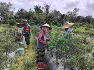 Tingkatkan Ketahanan Pangan, Babinsa Tabu Darat Bantu Petani Panen Cabe Merah