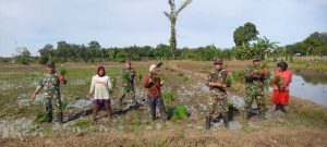 Babinsa Koramil 05/Pandawan Turun Langsung Ke Sawah Bantu Petani Tanam Padi