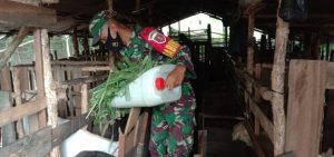 Kisah Serda Edy Karyadi Babinsa Kodim 1002/HST Beternak Kambing