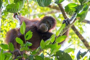 Orang Utan Muncul di Tabalong, BKSDA Kalsel Kerahkan Tim Pencarian