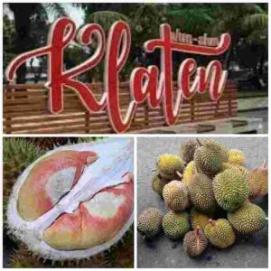 Musim Buah Durian Dimulai