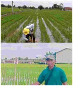 Petani Uluh Itah Kalimantan Tengah