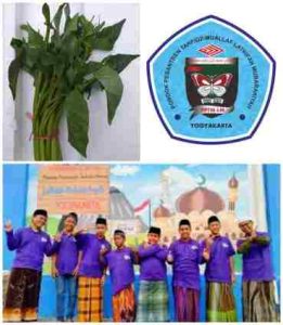 Pondok Pesantren Lathifah Mubarakiyah Membudidayakan Sayur Kangkung Ampenan Bibit Dari Pulau Lombok.