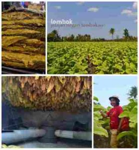 Hamparan Hijau Tembakau Lombok