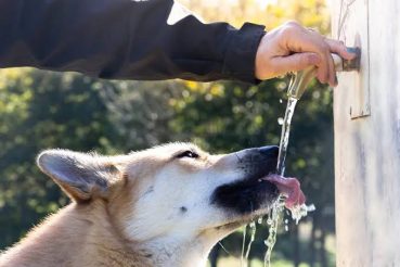 Anjing Kehausan Diberikan Minuman oleh Pemuda