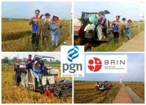 Sukses Lakukan Inovasi Produksi Pangan, PGN-BRIN Panen Perdana 116 Ton Padi Biosalin