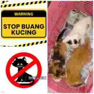 Aksi Pembuang Kucing Bikin Resah Pedagang