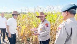 Polda Kalsel siap panen 32 ton jagung di lahan basah
