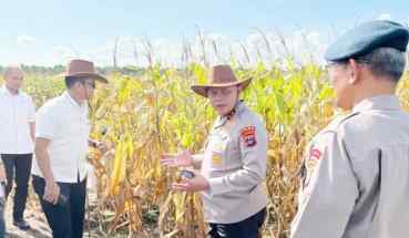 Polda Kalsel siap panen 32 ton jagung di lahan basah