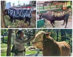 Sapi Kurban Prabowo Subianto Di Jogja Untuk Pasukan Kuning Kota Jogjakarta