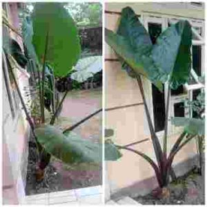 Tanaman Sente Hitam Dipercaya Penangkal Santet