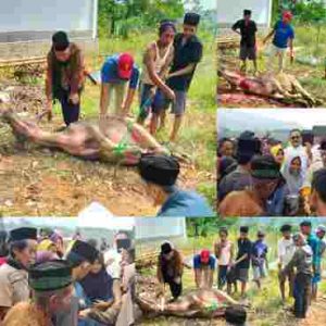 Ponpes Nurul Ibad 3 Jasinga Bogor Rutin Tiap Tahun Berbagi Daging Kurban Kerbau untuk Masyarakat