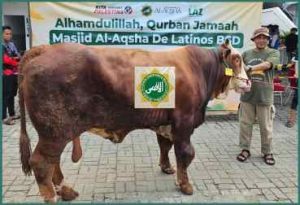 Al Aqsha BSD Potong 161 Hewan Qurban dan Siapkan Streaming