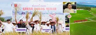 Ketua Komisi IV DPR RI Titiek Soeharto Minta Metode Pertanian Sawah Pokok Murah di Sumbar Diterapkan di Daerah Lain