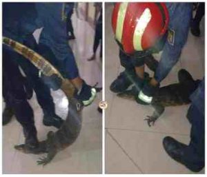Biawak Raksasa Mengacaukan Kegiatan Santri di Ponpes Wahdah Cibinong